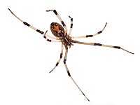 Orange hourglass marking on the belly of a brown widow Brown widow spider Latrodectus geometricus underside.jpg