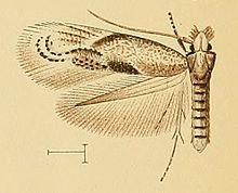 Bucculatrix phagnalella.jpg