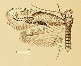 <i>Bucculatrix phagnalella</i> Species of moth in genus Bucculatrix