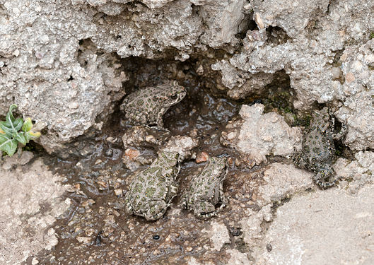 Kindergarten: Juveniles of variable toad (Bufotes variabilis). Niğde, Turkey.