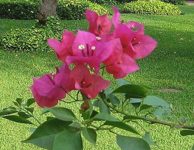 Bougainvillea