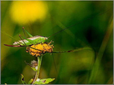 Fail:Bush Cricket - probably a Male Long winged Conehead (36819733695).jpg