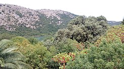 Forests of Butrint