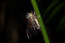 Butterfly "Ghost" infested by fungi (Cordyceps sp.) (8680188351).jpg