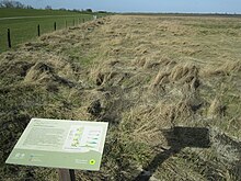 Seedeich und Salzwiese am Cäciliengrodenpfad vor Cäciliengroden