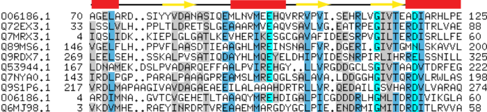 Multiple sequence alignment of CBS domains showing secondary structures above. Yellow arrows represent beta strands and red boxes alpha helices. CBS domain alignment.png