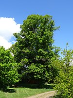 1 linden tree