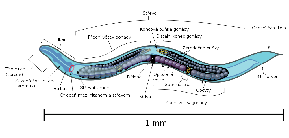 Schéma vnitřní anatomie hermafroditního háďátka obecného (C. elegans)