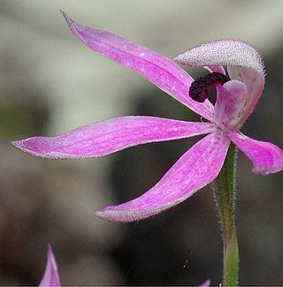 <i>Caladenia congesta</i> Species of orchid