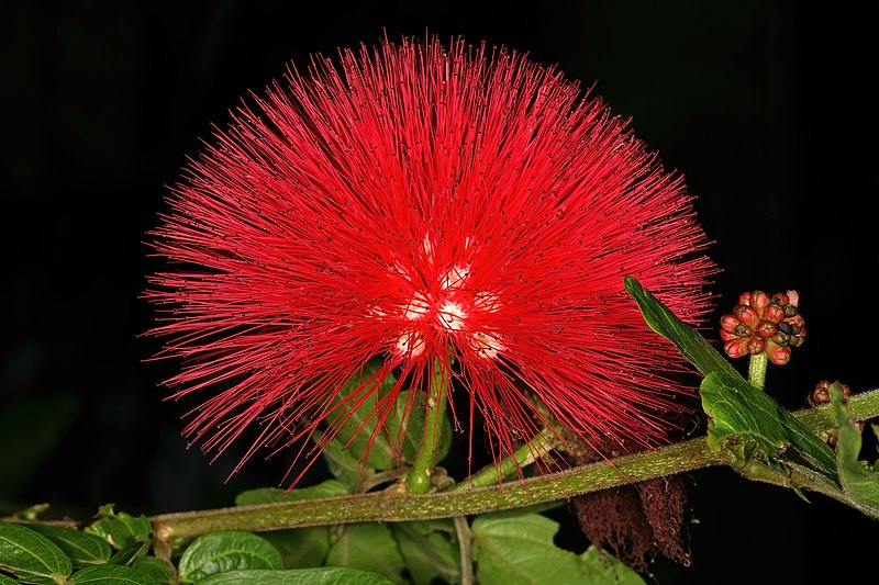 File:Calliandra haematocephala 1DS-II 4-5360.jpg