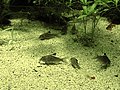 Thumbnail for Corydoras reticulatus