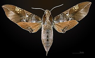 <i>Callionima inuus</i> Species of moth