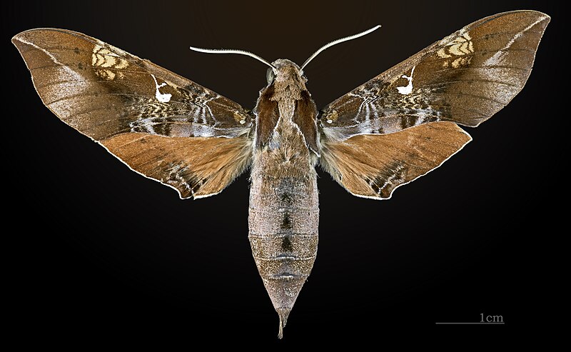 File:Callionima innus MHNT CUT 2010 0 16 Osayacu Napo Ecuador female dorsal.jpg