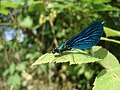 Calopteryx virgo