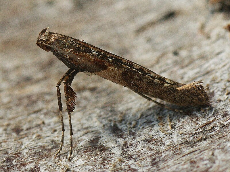 File:Caloptilia falconipennella - Тощая моль ольховая (40982224781).jpg