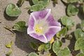 ヒルガオ属 ハマヒルガオ Calystegia soldanella