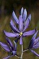 Camassia quamash