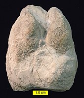 Cameloid footprint (Lamaichnum alfi Sarjeant and Reynolds, 1999; convex hyporelief) from the Barstow Formation (Miocene) of Rainbow Basin, California. CamelFootprintBarstowMiocene.jpg