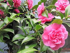 Camellia in bright pink.JPG