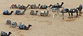 Trek à dos de chameau dans le désert près de Merzouga.