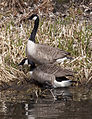 Canada geese 2 (3390382974).jpg