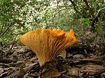 Cantharellus californicus 81770.jpg