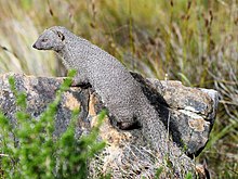 Cape Grey Mongoose on Lion's Head (29813836777) .jpg