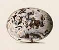 Caprimulgus madagascariensis egg 1863.jpg