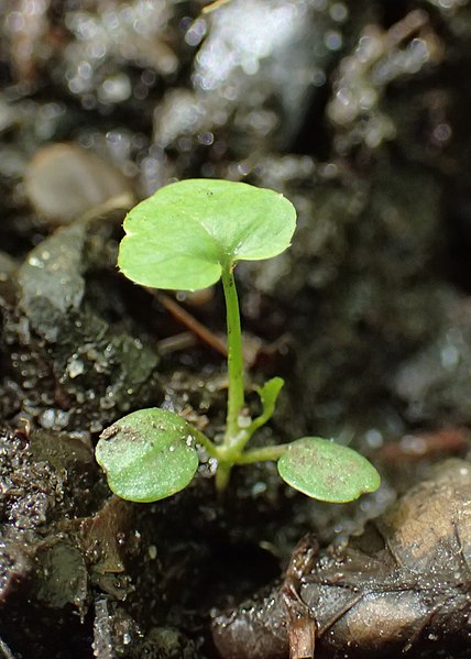 File:Cardamine amara kz09.jpg