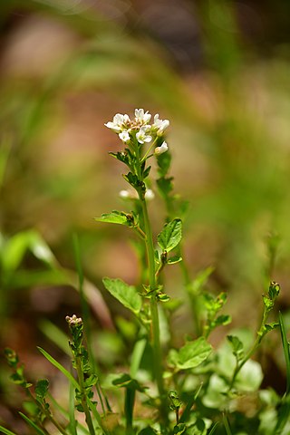 <i>Cardamine micranthera</i> Species of flowering plant