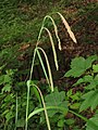 Carex pendula