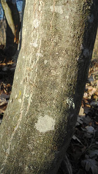 File:Carpinus orientalis stem.jpg