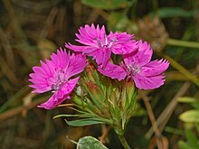 Гвоздичные - Dianthus balbisii.JPG