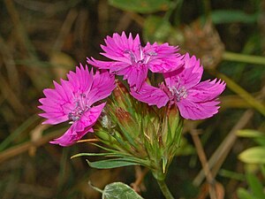 Dianthus tymphresteus