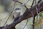 Thumbnail for File:Cassin's Vireo (33846750401).jpg