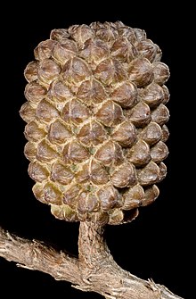 Mature cone Casuarina obesa - Flickr - Kevin Thiele (1).jpg