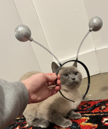 This cat is too small for this deely bobber. Cat deely bopper.png