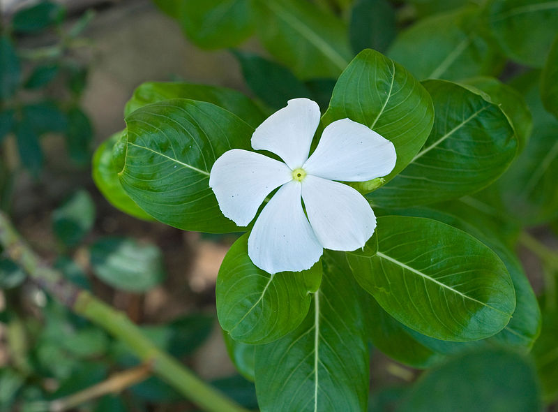 File:Catharanthus roseus 31 08 2012.jpg