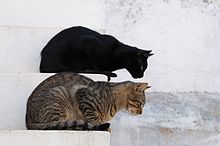 Cats August 2010-2.jpg