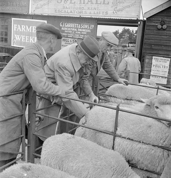 File:Cattle Market- Everyday Life at Cattle Markets in Kent, England, UK, 1944 D22206.jpg