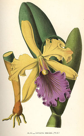 Kuvan kuvaus Cattleya dowiana 1880.jpg.