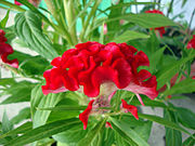 Celosia argentea var. cristata Mào gà