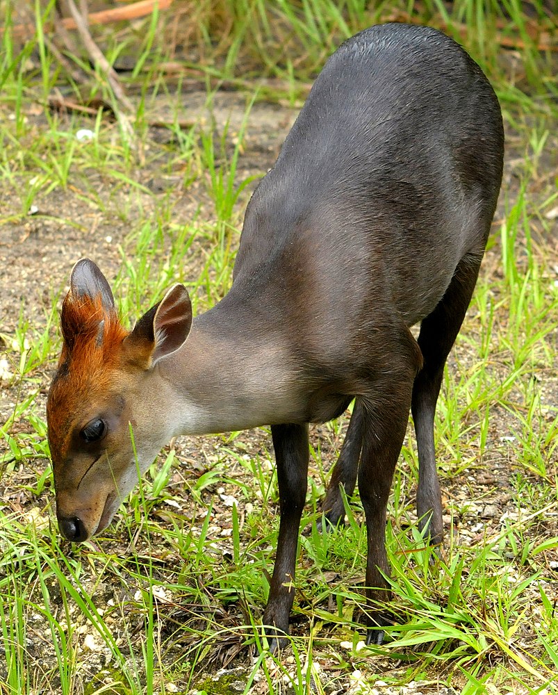 The average adult size of a Black duiker is  (3' 6