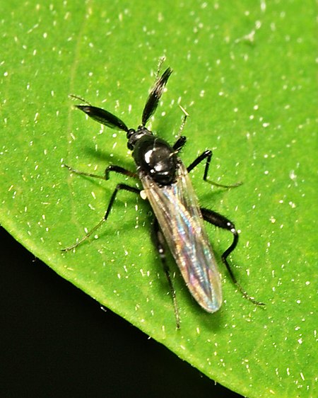 Ceratopogonidae.male.jpg