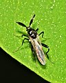 Ceratopogonid male