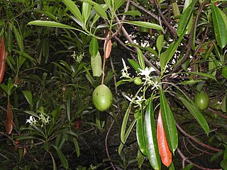 <i>Cerbera manghas</i> Species of plant