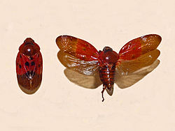 Cercopidae - Leptataspis обесцвечивает.JPG