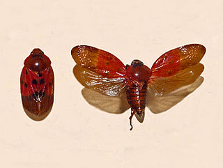<i>Leptataspis discolor</i> Species of true bug