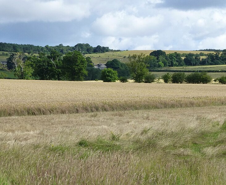 File:Cereal ready to harvest - geograph.org.uk - 5058483.jpg