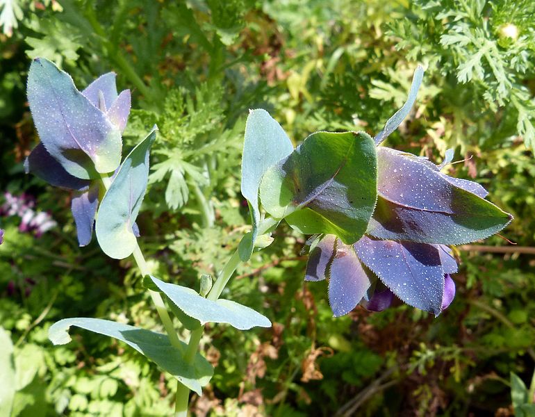 File:Cerinthe major - Boraginaceae - Flickr - gailhampshire (1).jpg